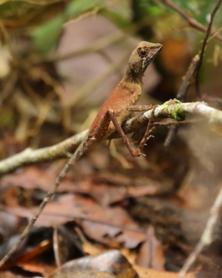 Agama Wiegmana - Otocryptis wiegmanni - Sri Lankan kangaroo lizard