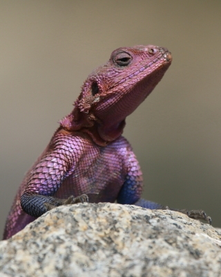 Agama płaskogłowa - Agama mwanzae - Mwanza flat-headed rock agama