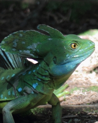 Bazyliszek płatkogłowy - Basiliscus plumifrons - Plumed Basilisk 