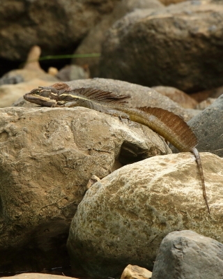 Bazyliszek pręgowany - Basiliscus vittatus - Brown Basilisk