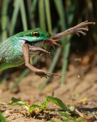 Cope's parrot snake - Leptophis depressirostris