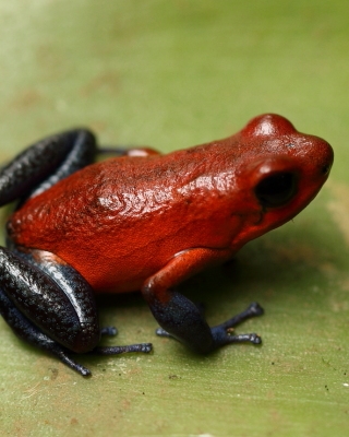 Drzewołaz karłowaty - Oophaga pumilio - Strawberry Poison Frog
