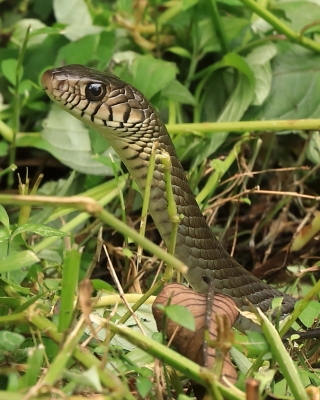 Indian rat snake - Ptyas mucosa
