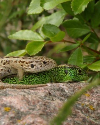 Jaszczurka zwinka - Lacerta agilis - Sand lizard