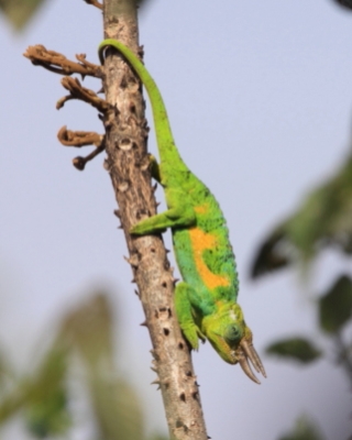 Kameleon Jacksona  - Trioceros jacksonii - Jackson's chameleon