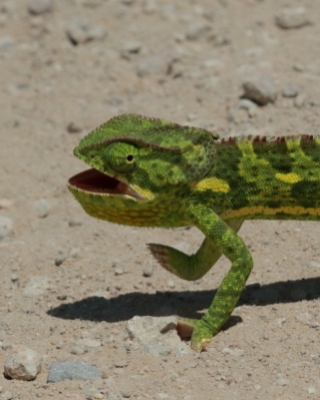 Kameleon uszaty - Chamaeleo dilepis - Flap-necked chameleon