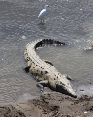 Krokodyl amerykański - Crocodylus acutus - American Crocodile 