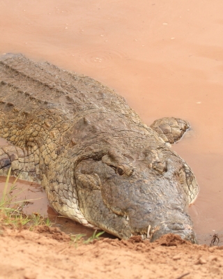 Krokodyl nilowy - Crocodylus niloticus - Nile crocodile