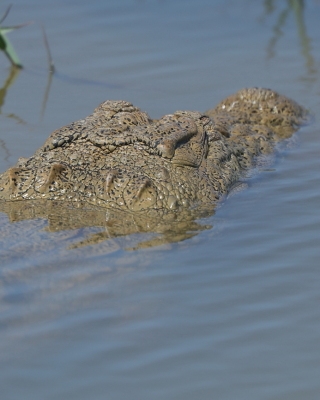Krokodyl różańcowy - Crocodylus porosus - Saltwater crocodile