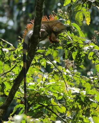 Legwan zielony - Iguana iguana - Green iguana 