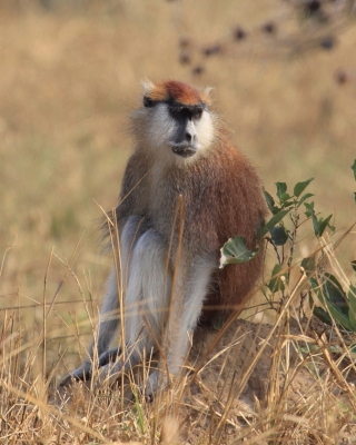 Patas rudy - Erythrocebus patas - Patas monkey