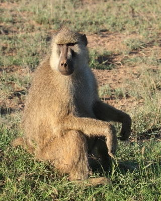Pawian masajski - Papio cynocephalus - Yellow baboon