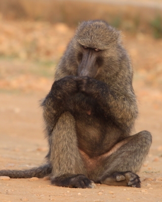 Pawian oliwkowy - Papio anubis - Olive baboon