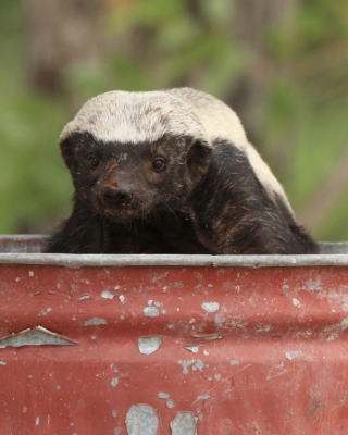 Ratel miodożerny - Mellivora capensis - Honey badger