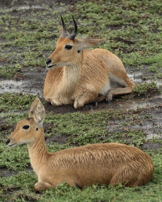 Ridbok - Redunca redunca - Bohor reedbuck