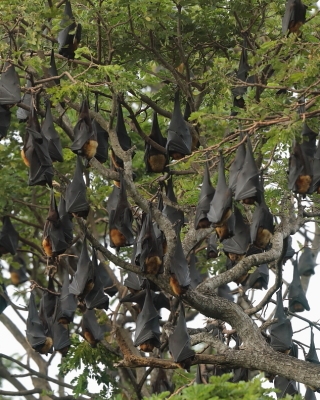 Rudawka wielka - Pteropus giganteus - Indian flying fox