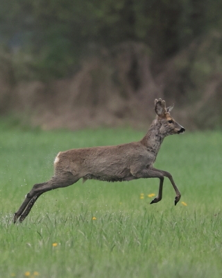Sarna - Capreolus capreolus - Roe deer