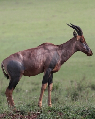 Sasebi właściwy - Damaliscus  lunatus - Topi