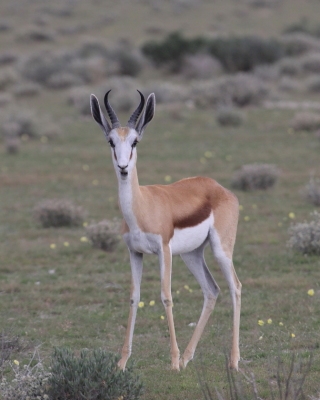 Skocznik antylopi - Antidorcas marsupialis - Springbok