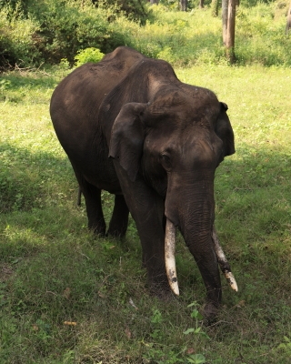 Słoń indyjski - Elephas maximus - Asian elephant