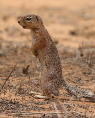 Słońcowiórka czerwononoga - Heliosciurus rufobrachium - Red-legged sun squirrel