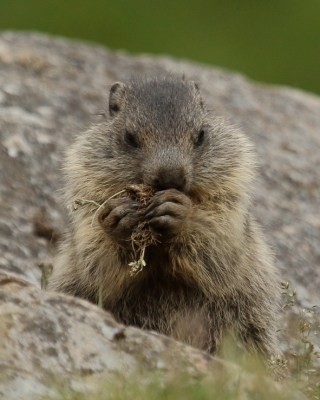 Świstak - Marmota marmota - Alpine marmot