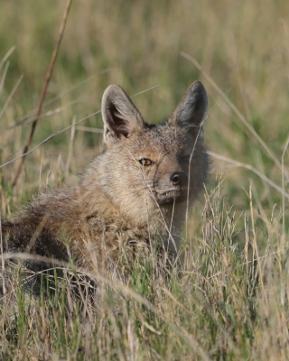 Szakal pręgowany - Canis adustus - Side-striped Jackal