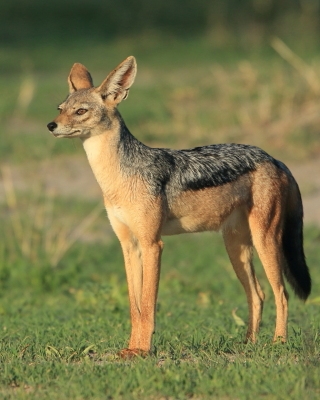 Szakal  czaprakowy - Canis mesomelas - Black-backed Jackal