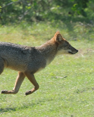 Szakal złocisty - Canis aureus - Golden jackal 