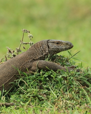 Waran bengalski - Varanus bengalensis - Bengal monitor 