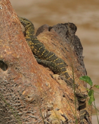 Waran nilowy - Varanus niloticus - Nile monitor