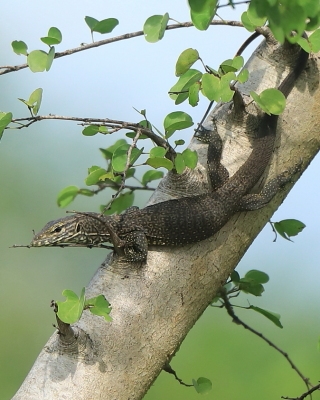 Waran paskowany - Varanus salvator - Asian water monitor 