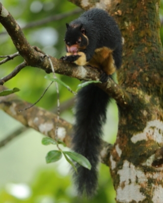 Wiewióra cejlońska - Ratufa macroura - Grizzled giant squirrel