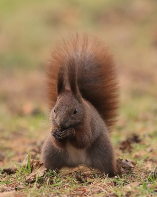 Wiewiórka ruda - Sciurus vulgaris - Red squirrel