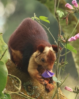 Wiewióra dekańska - Ratufa indica - Indian giant squirrel