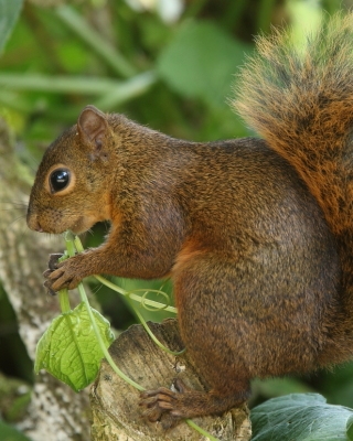 Wiewiórka rudoogonowa - Sciurus granatensis - Red-tailed squirrel