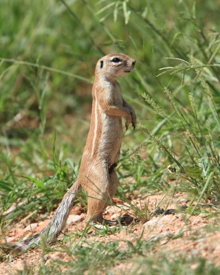 Wiewiórka ziemna - Geosciurus inauris - South africanground squirel