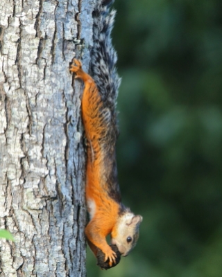 Wiewiórka zmienna - Sciurus variegatoides - Variegated squirrel