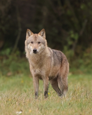 Wilk - Canis lupus - Eurasian wolf 