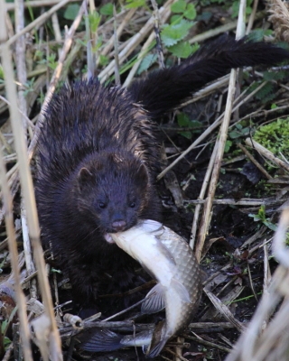 Wizon amerykański - Neovison vison - American mink