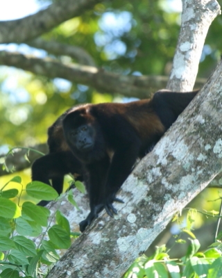 Wyjec płaszczowy - Alouatta palliata - Mantled Howler 