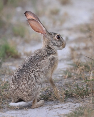 Zając sawannowy - Lepus microtis - African Savanna Hare