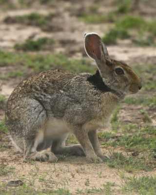 Zając czarnoszyi - Lepus nigricollis - Indian hare