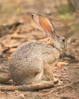Zając płowy - Lepus capensis - Cape hare