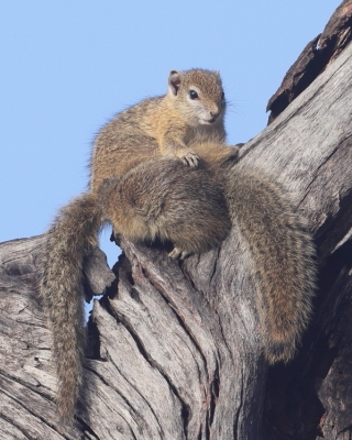 Zaroślarka akacjowa - Paraxerus cepapi - Smith's bush squirrel