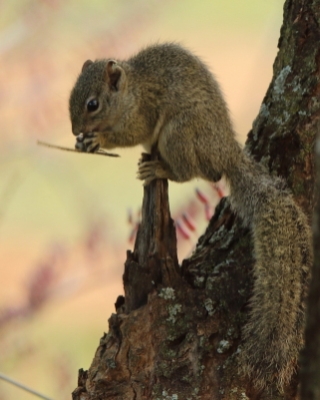 Zaroślarka ochrowa - Paraxerus ochraceus - Ochre bush squirrel