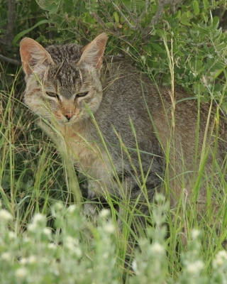Żbik - Felis sylvestris - Wild cat