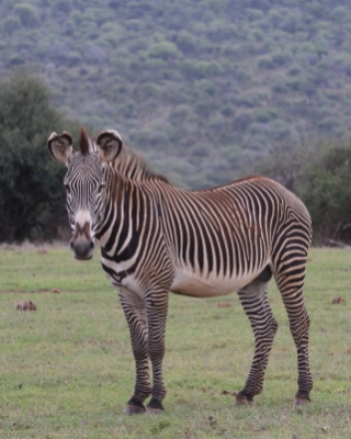 Zebra pręgowana - Equus grevyi - Grevy's zebra