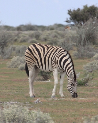 Zebra stepowa - Equus quagga - Common zebra