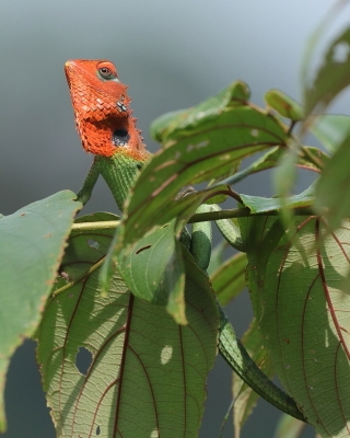 Zmiennogama pospolita - Calotes calotes - Green forest lizard 